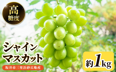 【先行予約】坂井市三里浜砂丘地産 シャインマスカット 2房（約1kg） 【2026年8月中旬以降順次発送予定】 【マスカット ブドウ ぶどう 葡萄 果物 くだもの フルーツ 果実 新鮮 国産】 [A-19003]