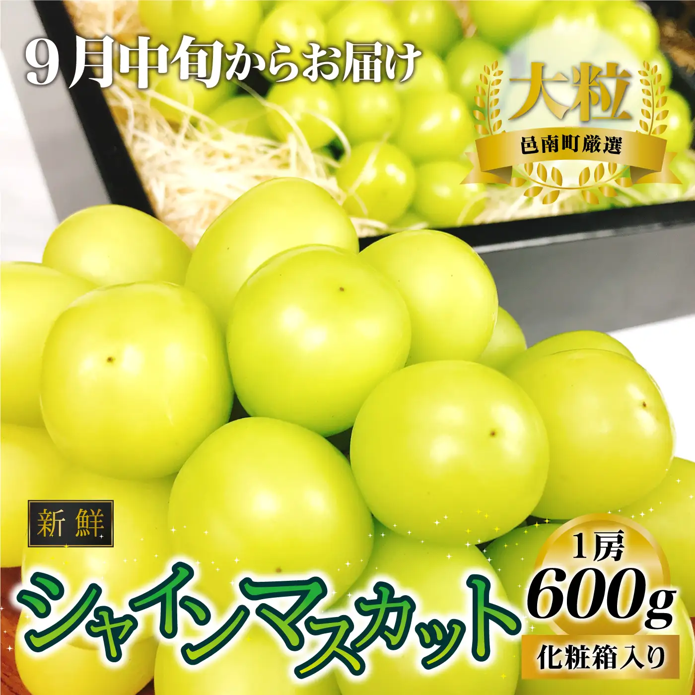 【先行予約】新鮮フルーツ シャインマスカット 1房 600g 果物 くだもの 化粧箱入り【9月中旬からお届け】