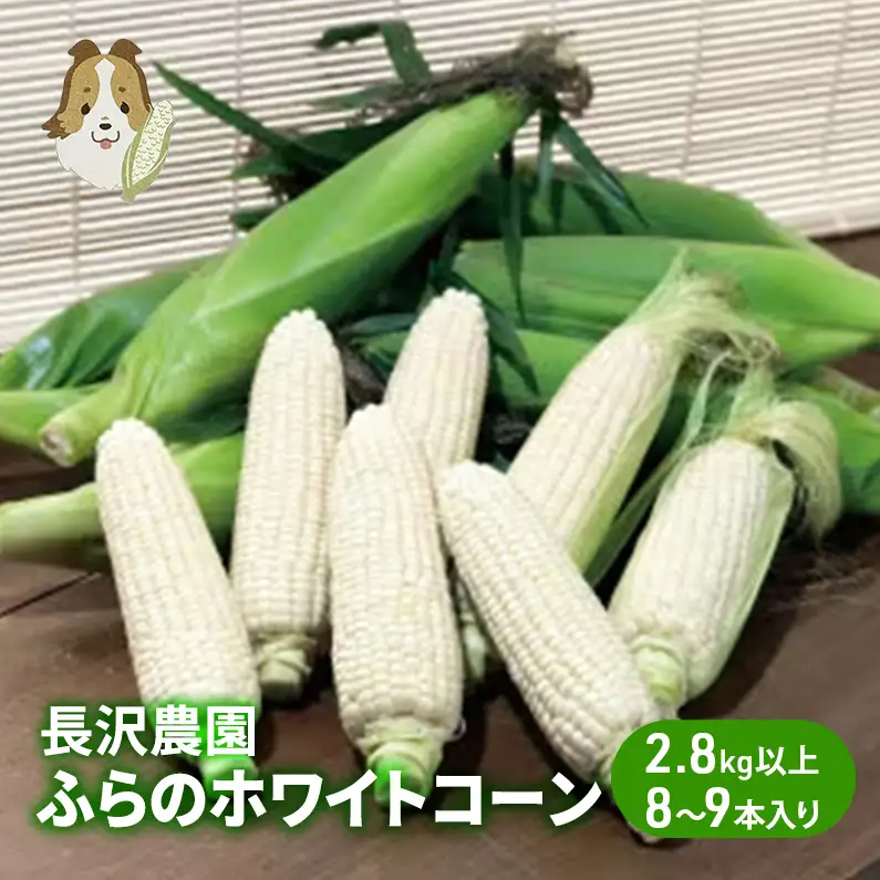 【先行受付  2026年発送】ふらのホワイトコーン 計 2.8kg 以上 (8～9本入) 白 とうもろこし ホワイトクリスピー 野菜 北海道 富良野 ギフト 長沢農園 