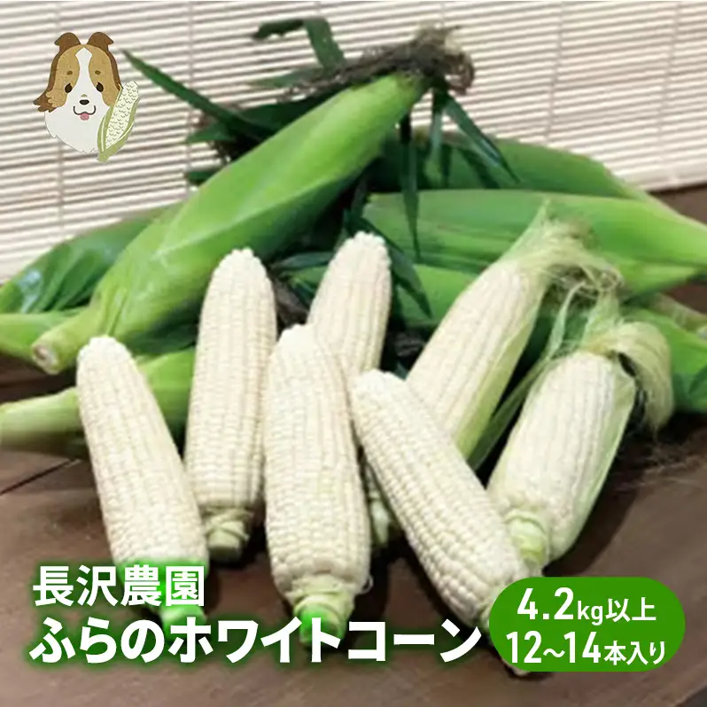 【先行受付  2026年発送】ふらのホワイトコーン 計 4.2kg 以上 (12～14本入) 白 とうもろこし ホワイトクリスピー 野菜 北海道 富良野 ふらの ギフト 長沢農園