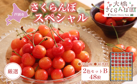 【 先行受付 】さくらんぼ 厳選 さくらんぼスペシャル 2色B 48粒 赤 黄 大橋さくらんぼ園  農林水産大臣賞 受賞 化粧箱入り ギフト お中元 贈り物  紅秀峰 月山錦 サクランボ チェリー 果物 フルーツ デザート