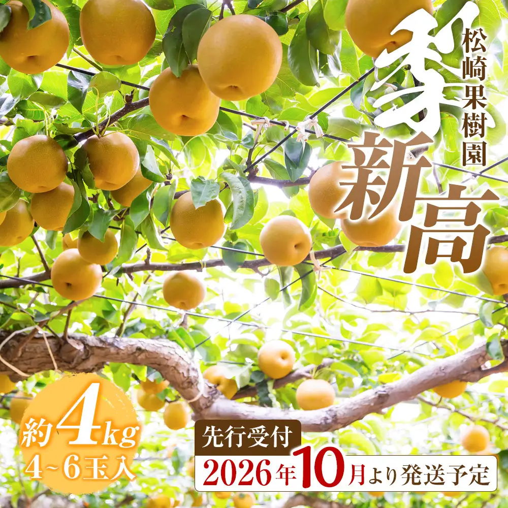  【2026年発送】梨 「新高」約4kg（4～6玉入）【松崎果樹園】｜ 梨 