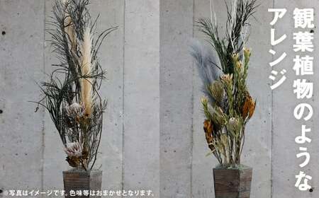 観葉植物のようなアレンジ 1個 ドライフラワー 植物 観葉植物 花 オシャレ インテリア 《90日以内に出荷予定(土日祝除く)》