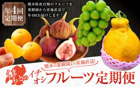 【年4回定期便】熊本の果樹園より産地直送！くまもとのイチオシフルーツ定期便 不知火 いちじく シャインマスカット みかん くだもの 果物 フルーツ しらぬい 柑橘 蜜柑 葡萄 ぶどう イチジク 熊本県産 国産