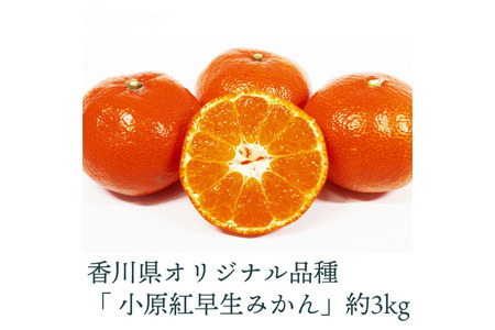 小原紅早生みかん 3kg