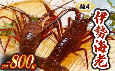 【天然】 伊勢海老700g以上