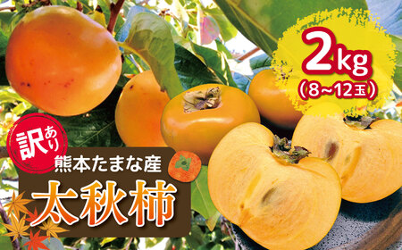 訳あり 太秋柿 約2kg | フルーツ 果物 くだもの 柿 かき カキ 熊本県 玉名市