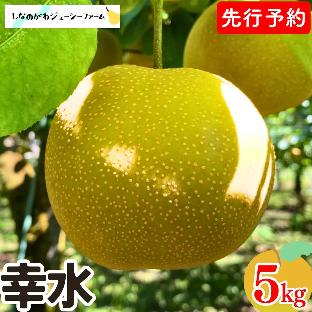 先行予約 和梨 幸水 約5kg 令和8年度 新潟県 三条市産 梨 [しなのがわジューシーファーム]【015S131】