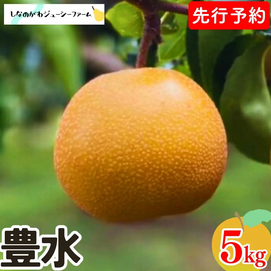 【2026年先行予約】 和梨 豊水 約5kg 9月上旬以降発送 新潟県三条市産 梨 しなのがわジューシーファーム