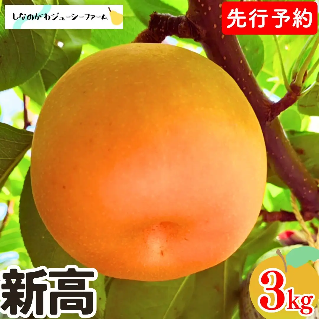 先行予約 和梨 新高 約3kg 令和8年度 新潟県 三条市産 梨 [しなのがわジューシーファーム]【010S489】