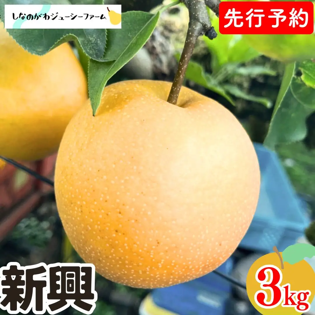 [2026年産先行予約] 和梨 新興 約3kg 令和8年度 新潟県 三条市産 梨 [しなのがわジューシーファーム]【010S492】
