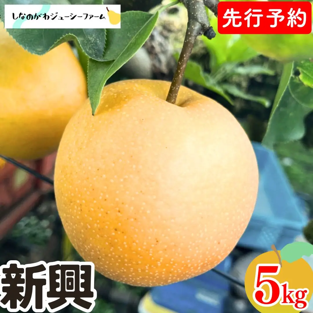 [2026年産先行予約] 和梨 新興 約5kg 令和8年度 新潟県 三条市産 梨 [しなのがわジューシーファーム]【015S135】