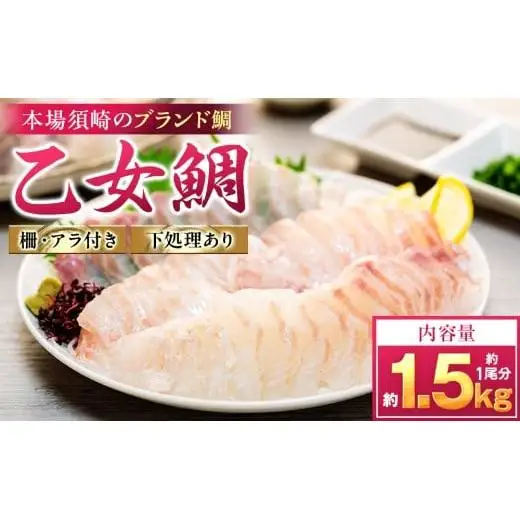 【 鯛 】 乙女鯛 フィーレ 1.5kg