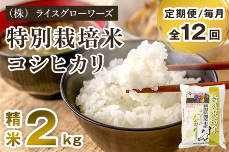 【令和7年産】【定期便12ヶ月毎月お届け】新潟県加茂市産 特別栽培米コシヒカリ 精米2kg《順次出荷》 白米 従来品種コシヒカリ （株）ライスグローワーズ