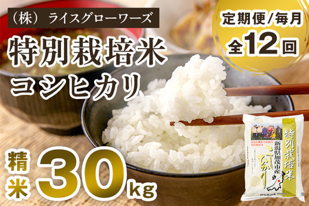 【令和7年産】【定期便12ヶ月毎月お届け】新潟県加茂市産 特別栽培米コシヒカリ 精米30kg（5kg×6）《順次出荷》 白米 従来品種コシヒカリ （株）ライスグローワーズ