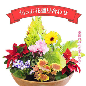 季節のお花が楽しめる！旬のお花盛り合わせ　【11100-0762】