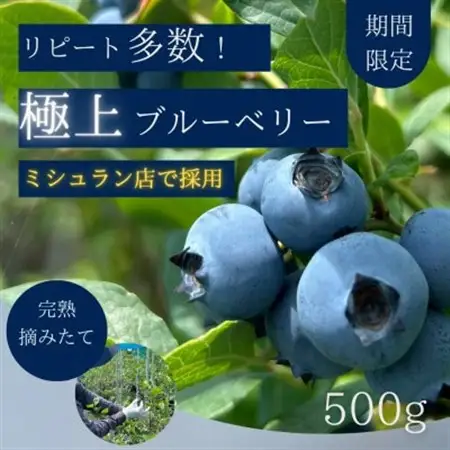 【極上】完熟 生ブルーベリー500g_ブルーベリー 国産 おすすめ_【配送不可地域：離島】【1515681】