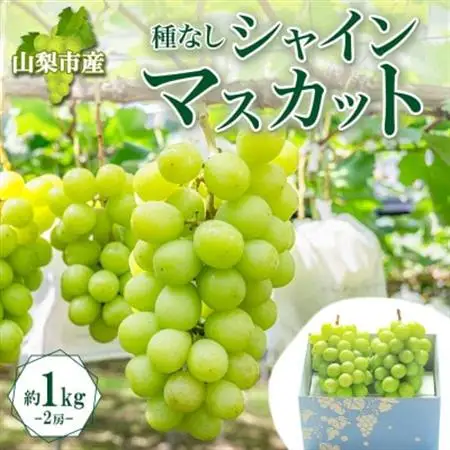 〈2026年発送〉大房で食べ応え満点!「山梨県山梨市産 シャインマスカット 2房 約1kg」【配送不可地域：離島】【1513030】