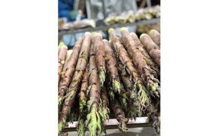 33-F 会津産 淡竹タケノコ 2.5kg（5～6本） 米ぬか付き（東北・関東・信越・東海・北陸・近畿のみ） ※2026年6月中旬頃より順次発送予定