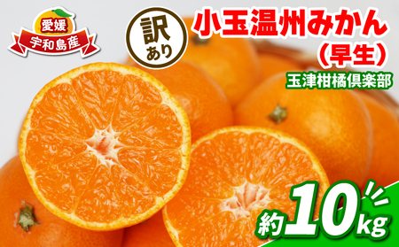 みかん 訳あり 小玉 温州みかん 早生 10kg 玉津柑橘倶楽部 訳あり B010-072030