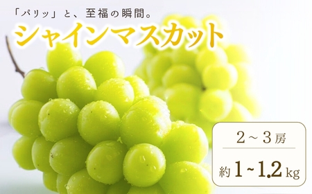 【2026年先行予約】シャインマスカット 約1kg ~ 1.2kg(2房 ~ 3房) | シャインマスカット