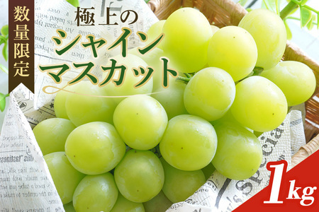 ＜2026年 先行予約＞ シャインマスカット 数量限定 1kg 農園直送 期間限定 果物 フルーツ ブドウ 葡萄 ぶどう 9月1日以降発送 冷蔵 小美玉市 70-I