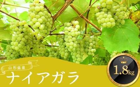 ≪先行予約2026年9月上旬頃～10月下旬頃発送≫山形県産ナイアガラ 1.8kg ぶどう ブドウ 葡萄 デザート フルーツ 果物 くだもの 果実 食品 山形県 FSY-1346