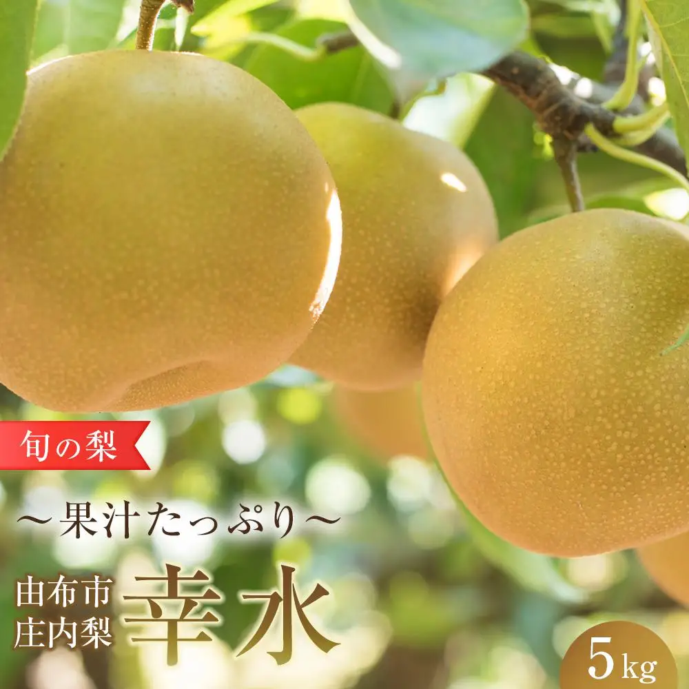 旬の梨 幸水 5kg 庄内梨 大塚梨園＜2026年8月中旬以降発送＞