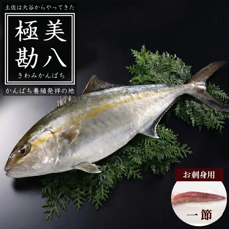 【 カンパチ 】 カンパチ 1節