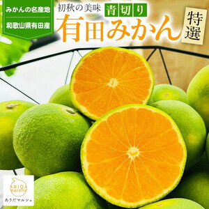 【先行予約】【初秋の美味】特選！濃厚青切り有田みかん 1.2kg(1kg+200g(傷み補償分)) ｜ みかん