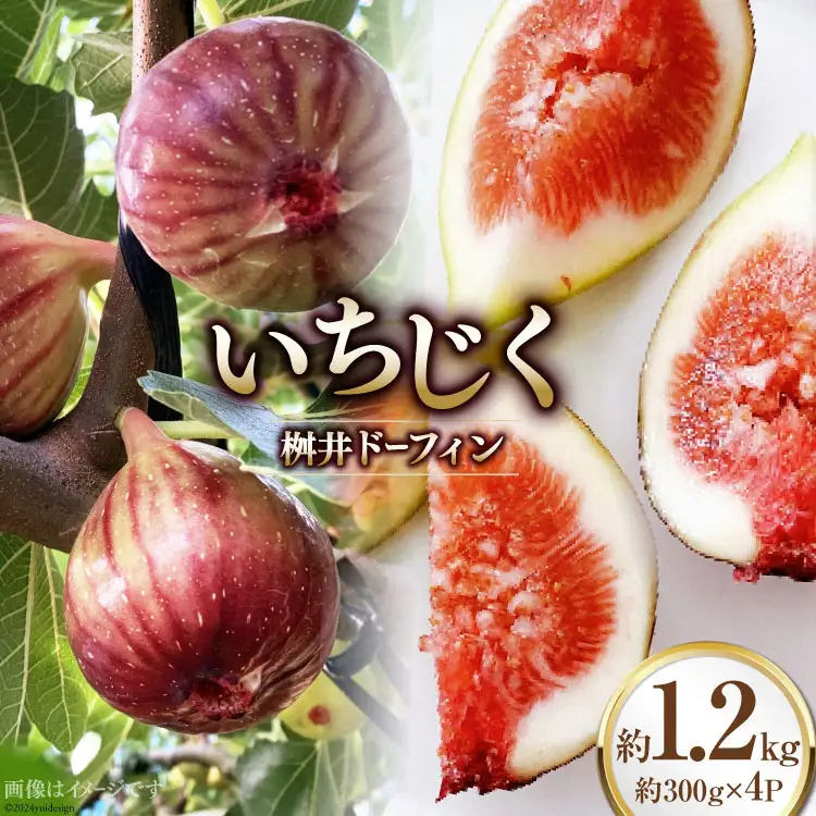 【期間限定発送】 いちじく 桝井ドーフィン 約1.2kg (約300g×4パック) [SAYONSA 石川県 宝達志水町 38601068]
