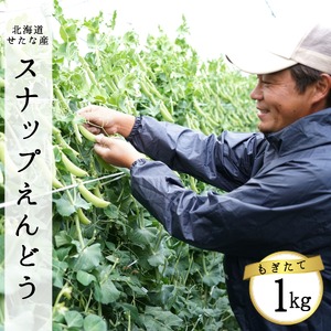 【2026年5月中旬から順次発送】【朝獲れ新鮮】北海道 せたな町産 スナップえんどう 1kg 旬 炒め お弁当 みそ汁 パスタ 天ぷら おつまみ 野菜 ふるさと納税