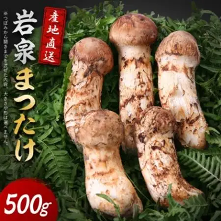 【2026秋発送】岩泉まつたけ 直送 500g_野菜 松茸 きのこ まつたけ マツタケ_【配送不可地域：離島】【1423376】