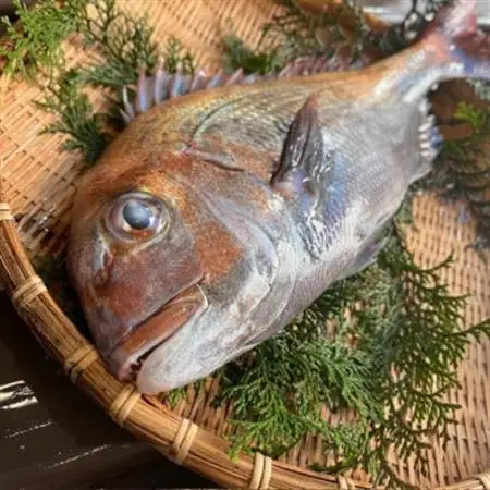 【活け締め】紀淡海峡の恵み・泉州みさき旬の魚/天然真鯛1尾_魚介・海産物 鯛 鮮魚 たい タイ_【配送不可地域：離島・北海道・沖縄県】【1495645】
