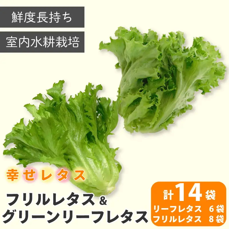 レタス 2種 計14個 野菜 レタス