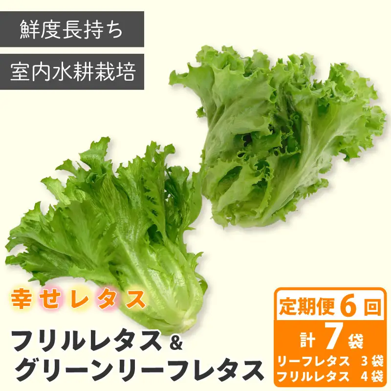 定期便 6回 レタス 2種 計7個 野菜 レタス