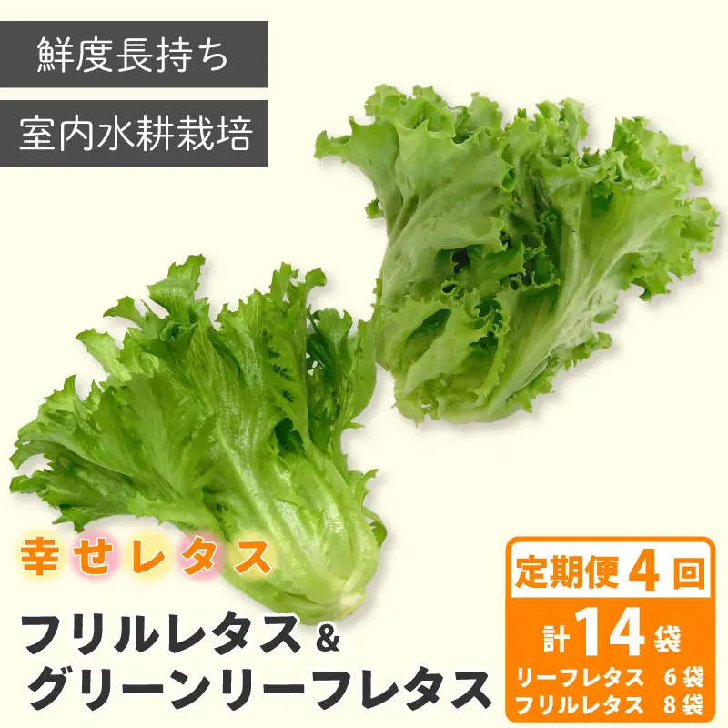 定期便 4回 レタス 計14個 野菜 レタス