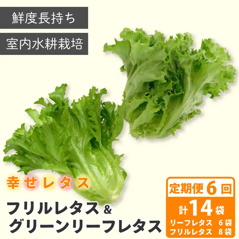 定期便 6回 レタス 2種 計14個 野菜 レタス