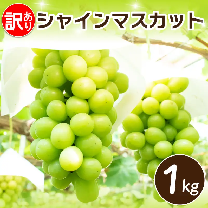 訳あり シャインマスカット 約 1kg  【 シャインマスカット 】