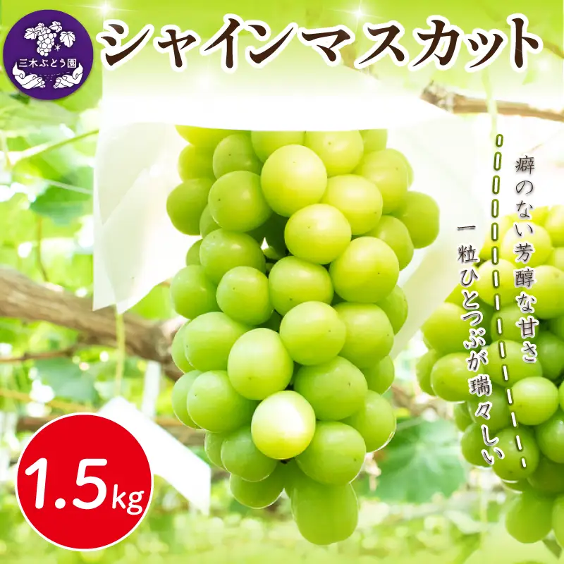 シャインマスカット 約1.5kg 【 シャインマスカット 】