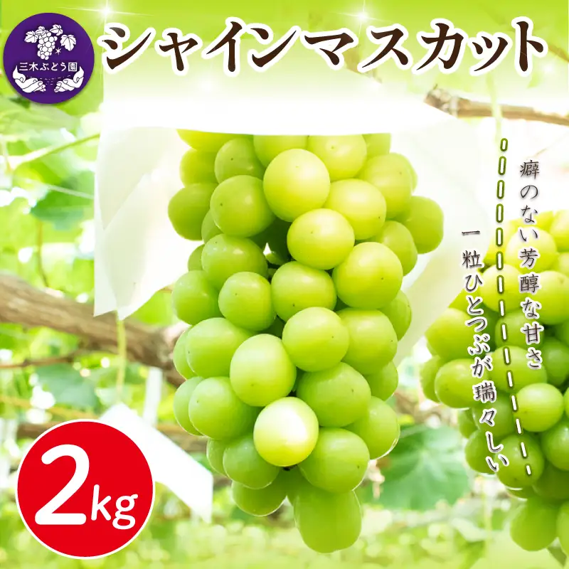 シャインマスカット 約2kg 【 シャインマスカット 】