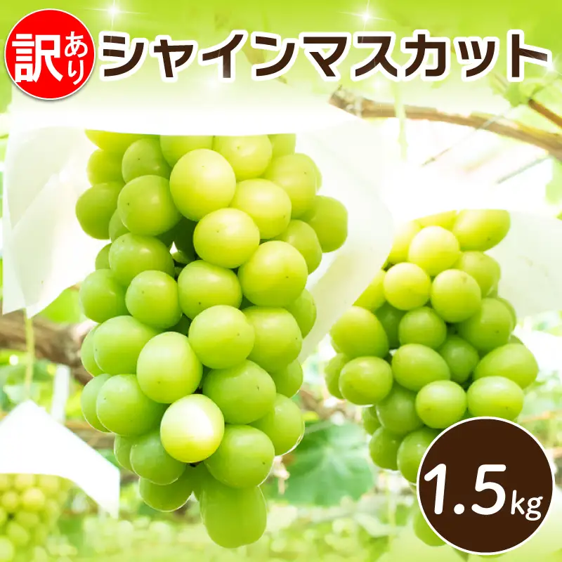 訳あり シャインマスカット 約1.5kg 【 シャインマスカット 】