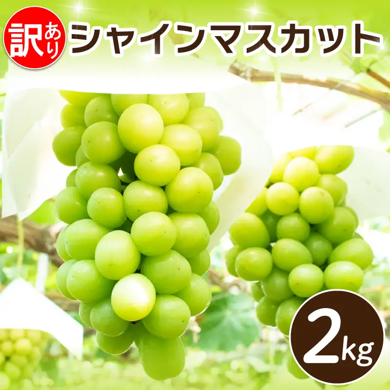 訳あり シャインマスカット 2kg  【 シャインマスカット 】
