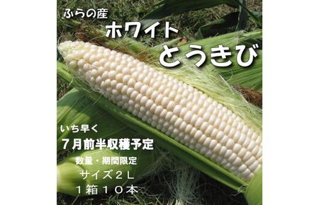 2026年夏発送【数量・期間限定】一足早く7月前半出荷予定 ふらの産 ホワイトとうきび10本［2L］ホワイトショコラ 富良野 北海道  とうもろこし 甘い 白 野菜 果物 朝採り