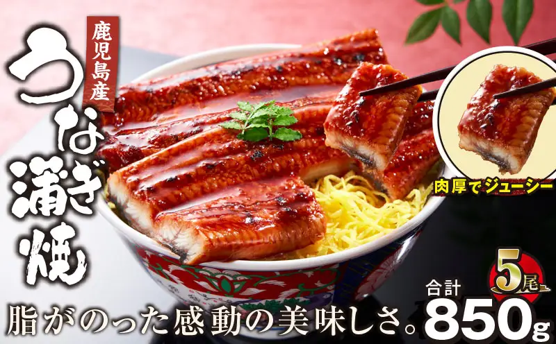 【 土用の丑の日特集 】 2445 鹿児島産うなぎ 合計850g（170g×5尾） KN021-014-05 鰻 魚 惣菜 総菜