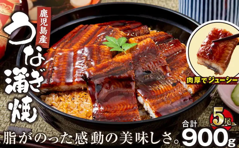 【 土用の丑の日特集 】 2448 鹿児島産うなぎ 合計900g（180g×5尾） KN021-015-05 鰻 魚 惣菜 総菜