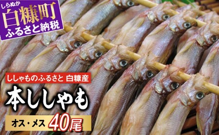 しらぬか産 本ししゃも【40尾（オスメス各20尾）】_A029-1020