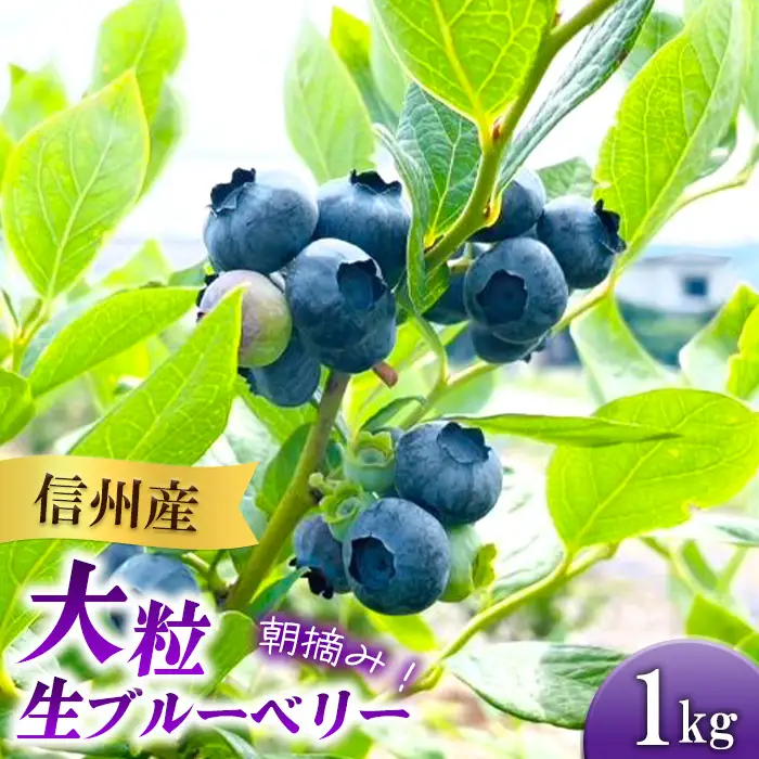 3901 信州産 新鮮朝摘み 色んな種類の大粒生ブルーベリー 1kg