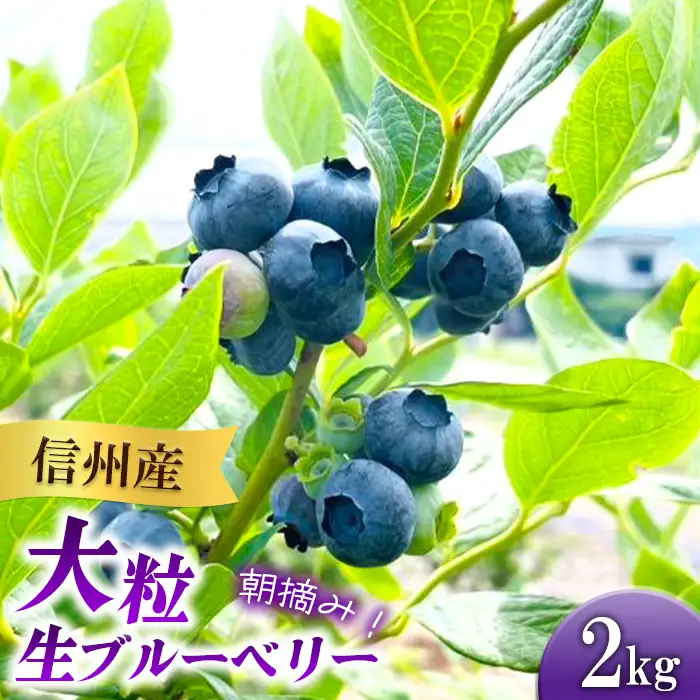 3902 信州産 新鮮朝摘み 色んな種類の大粒生ブルーベリー 2kg
