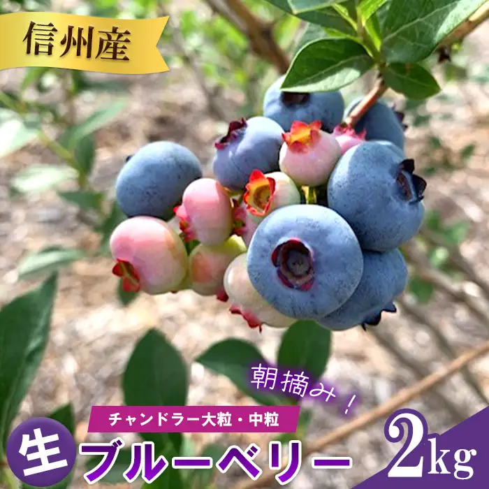 3905 信州産 新鮮朝摘み 生ブルーベリー(チャンドラー大粒・中粒)1kg